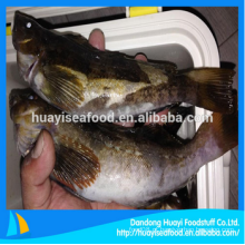 Congelados alta qualidade boa e barata gordura greenling